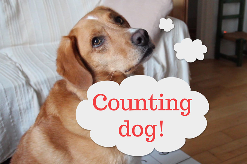 Teaching the dog to count